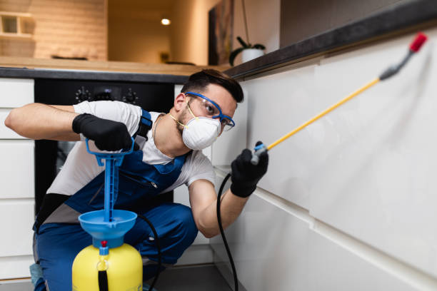 Best Flea Control Services  in Town And Country, WA