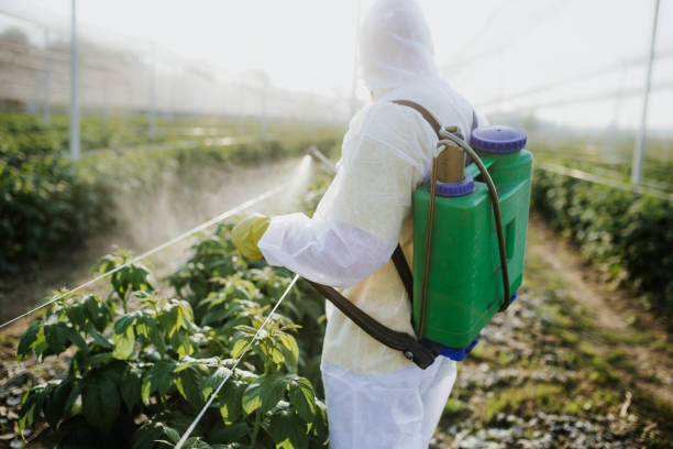 Best Cockroach Control Services  in Town And Country, WA